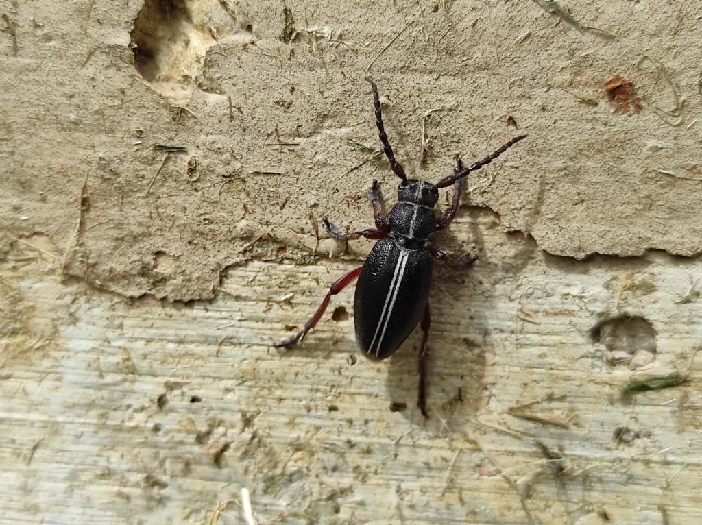 Cerambycidae: Dorcadion etruscum m & f